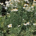 Romneya coulteri Habit