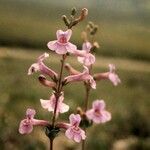 Penstemon jamesii Pokrój