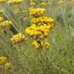 Helichrysum italicum Цветок