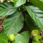 Morinda citrifolia Φύλλο