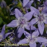 Campanula garganica Flor