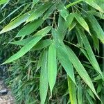 Phyllostachys sulphurea Hoja