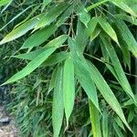 Phyllostachys sulphurea Folha