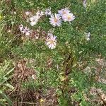 Symphyotrichum novi-belgii ശീലം