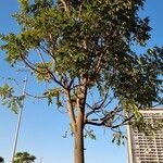 Swietenia macrophylla عادت