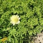 Cephalaria alpina Floro