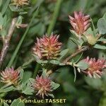 Salix caesia Fruit