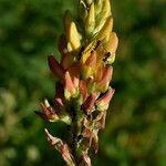 Crotalaria goreensis Květ