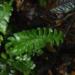 Lindsaea falcata Folha