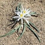 Leucocrinum montanum Flower