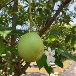 Cerbera odollam Fruit