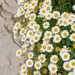 Anthemis maritima Hábitos