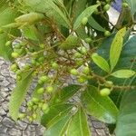 Tapirira guianensis Fruit