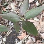 Rhododendron augustinii Frunză