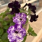Petunia x atkinsiana പുഷ്പം