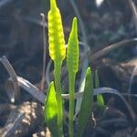 Ophioglossum lusitanicum Fiore