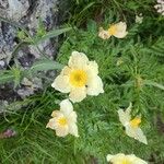 Pulsatilla alpinaപുഷ്പം