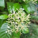 Psychotria carthagenensis Flor