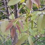 Juglans regia Feuille