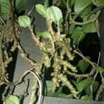 Anredera cordifolia Other