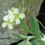 Hormathophylla macrocarpa Λουλούδι