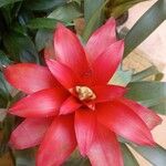 Guzmania lingulata পাতা