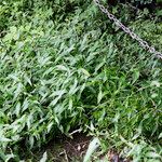 Persicaria hydropiper Blad