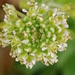 Lepidium campestre Flower