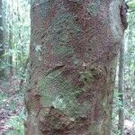 Abarema gallorum Ŝelo
