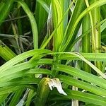 Carex muskingumensis ഇല