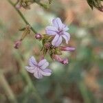 Plumbago europaeaफूल