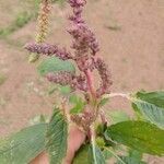 Amaranthus hybridus 花