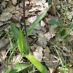Cephalanthera rubra Leaf