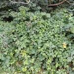 Rubus caesius Alkat (teljes növény)