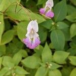 Impatiens balfourii Kvet