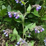 Symphytum × uplandicum Habit