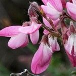 Ononis fruticosa Blomma