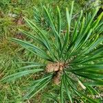 Pinus uncinata Blad