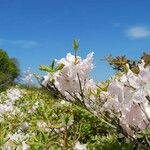 Rhododendron schlippenbachii ফুল