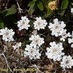 Iberis procumbens Natur