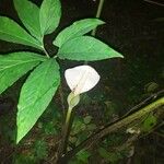 Arisaema dracontium Blomst
