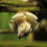 Cupania scrobiculata Flower