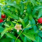 Rubus illecebrosus Frutto