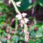 Desmodium tortuosum फूल