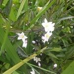 Solanum laxumFlower