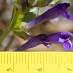 Scutellaria tuberosa Flor