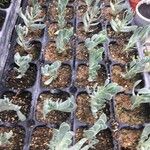 Hertia cheirifolia List