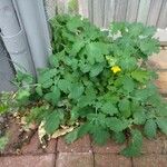 Taraxacum lacistophylloides Frunză