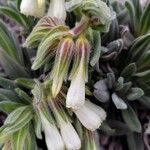 Onosma arenaria Kvet