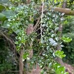 Azara microphylla Folla